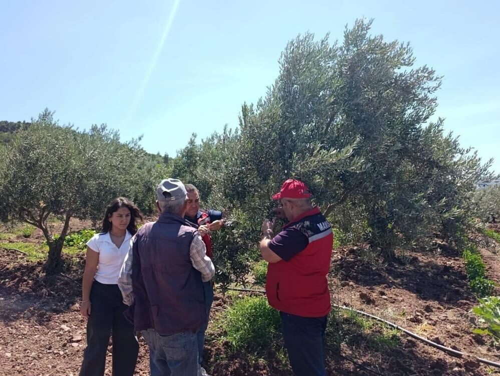 Zeytinde Verim ve Kalite İçin Teknik Ekipler Sahada!