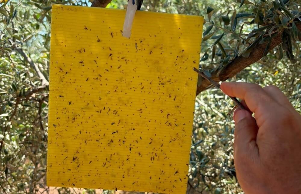 Manisa'da zeytin ve meyve bahçelerinde sıkı kontrol!