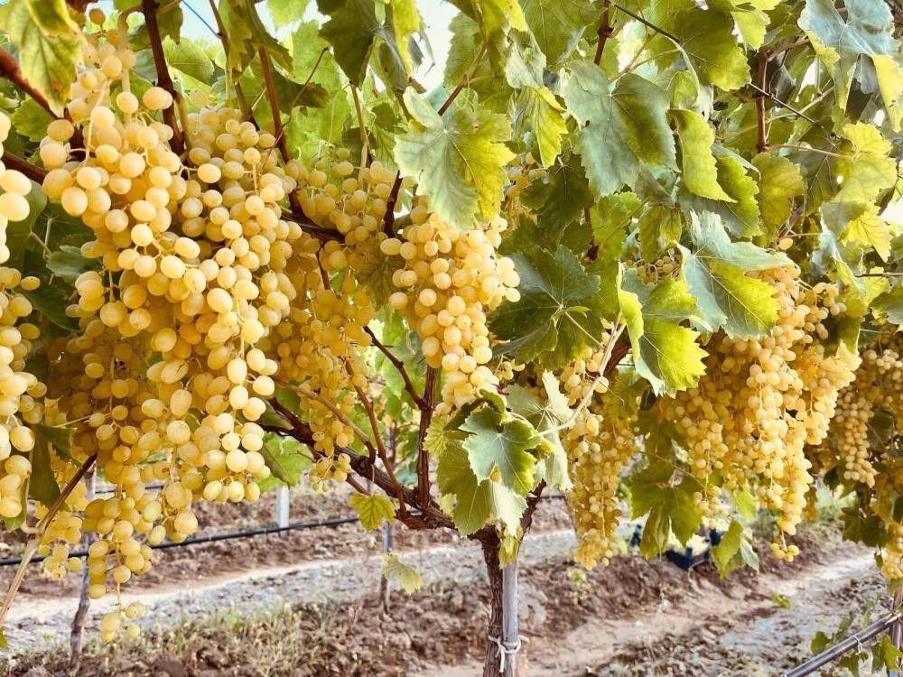 Manisa'da üzüm hasadı öncesi üreticilere önemli uyarı!-.1