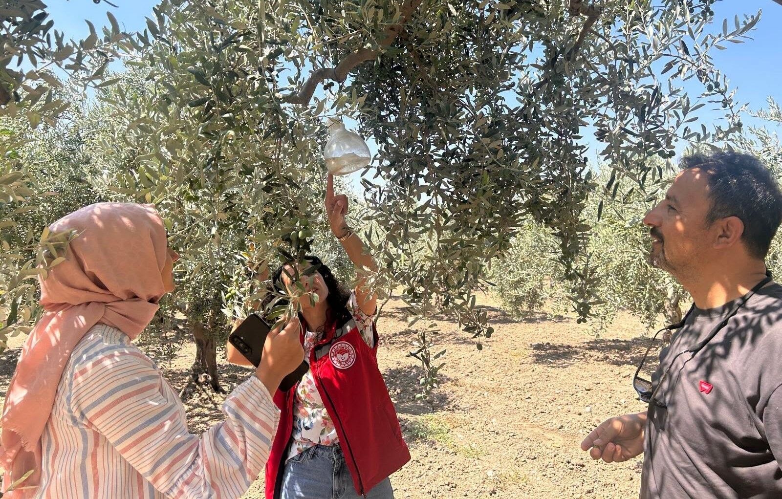 Manisa’da zeytin sineğine karşı yoğun takip-.1