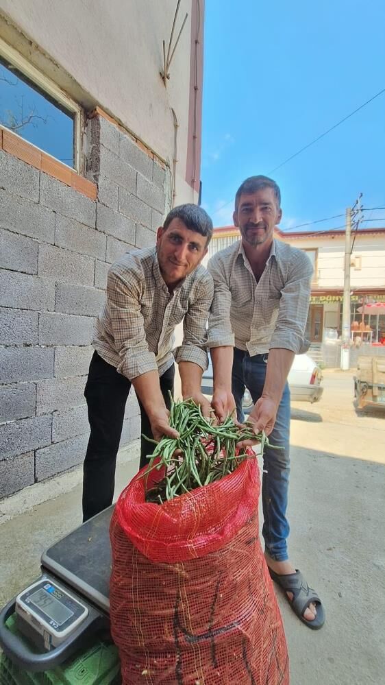 Sarıgöl börülcesi toptancıların gözdesi oldu