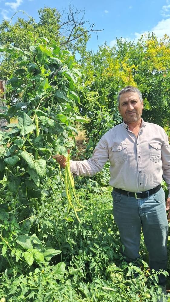 Sarıgöl börülcesi toptancıların gözdesi oldu-2
