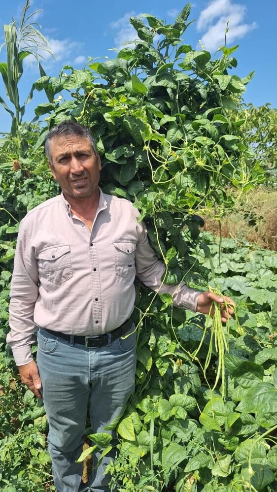 Sarıgöl börülcesi toptancıların gözdesi oldu