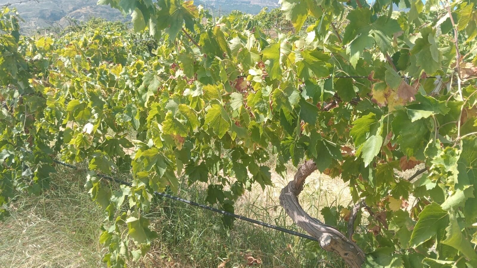 Üzüm hırsızları yine ortaya çıktılar! 2 ton çaldılar-.1