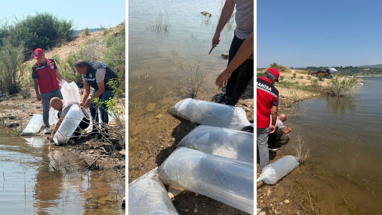 İlçedeki Baraj Ve Göletlere 250 Bin Sazan Yavrusu Bırakıldı 1