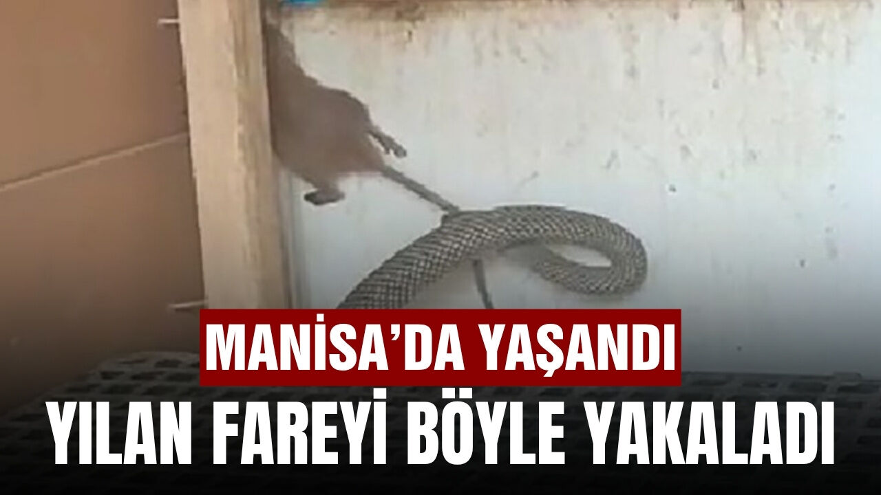 Manisa'da 2.5 metrelik yılan fareyi böyle yakaladı