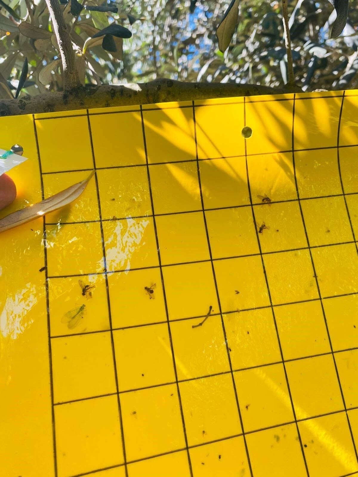 Manisa'da Üreticilere Uyarı Bu Tarihlere Dikkat! (1)