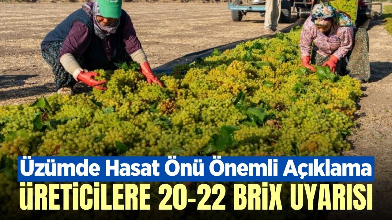 Manisa'da üzüm hasadı öncesi üreticilere önemli uyarı!