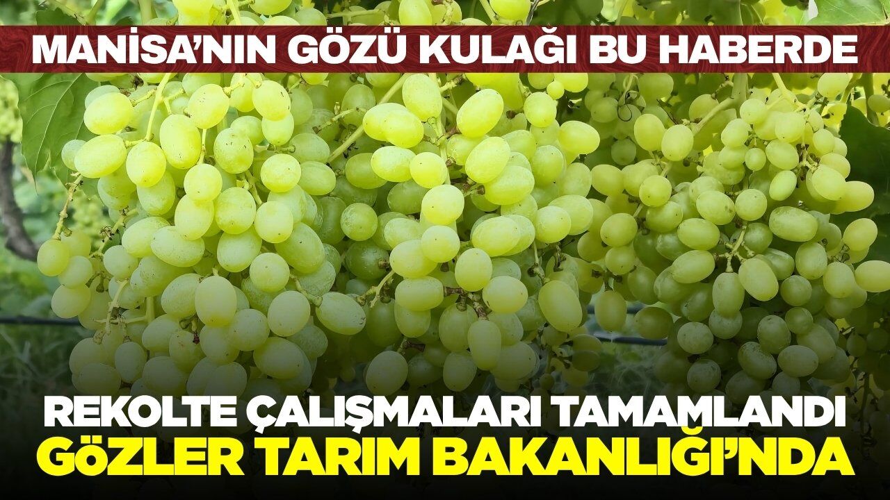 Manisa'da Üzüm Rekoltesi Çalışmaları Tamamlandı
