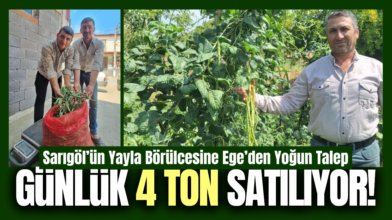 Sarıgöl börülcesi toptancıların gözdesi oldu