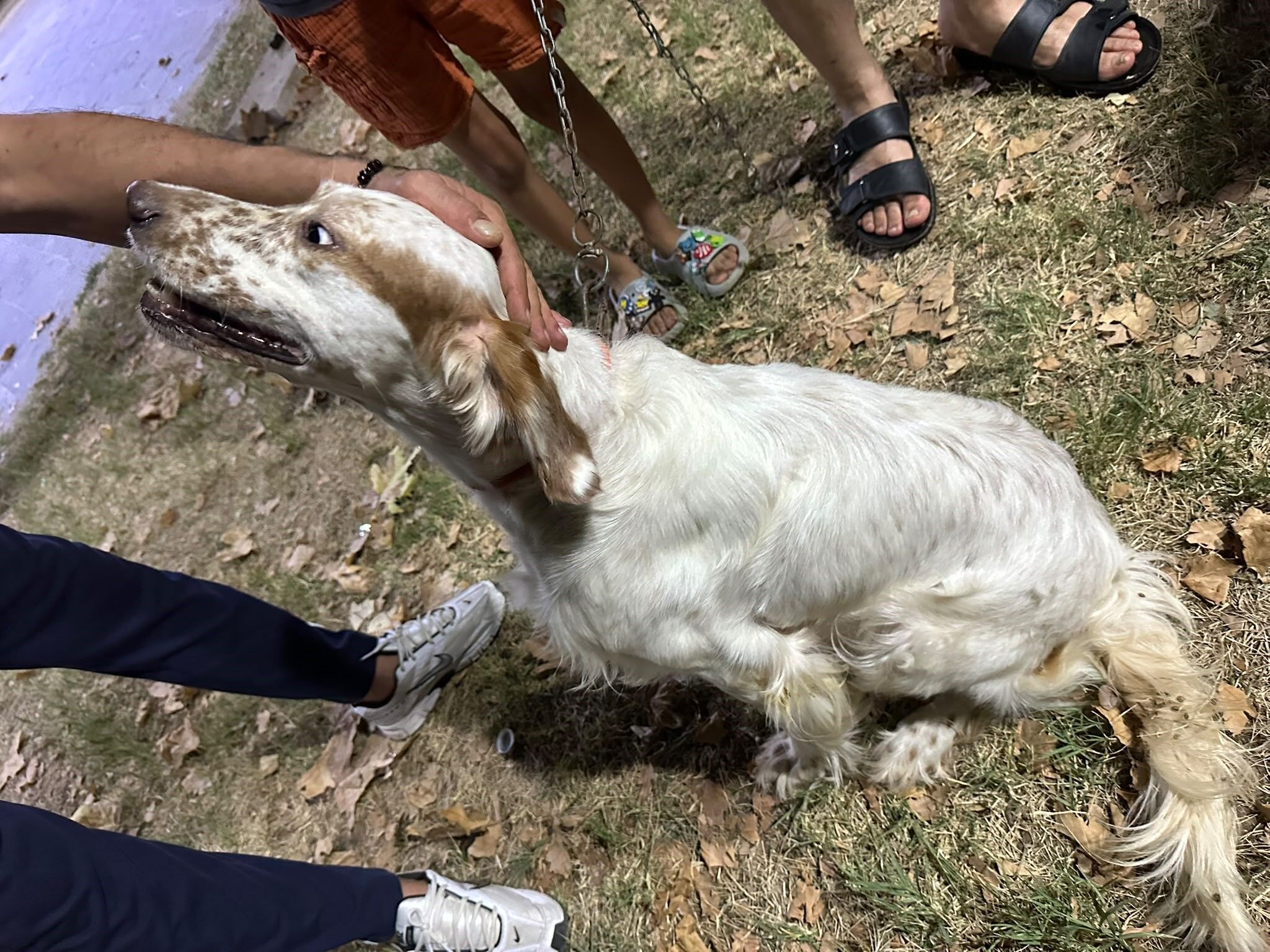 Sarıgöl'de Av Köpeklerin (2)