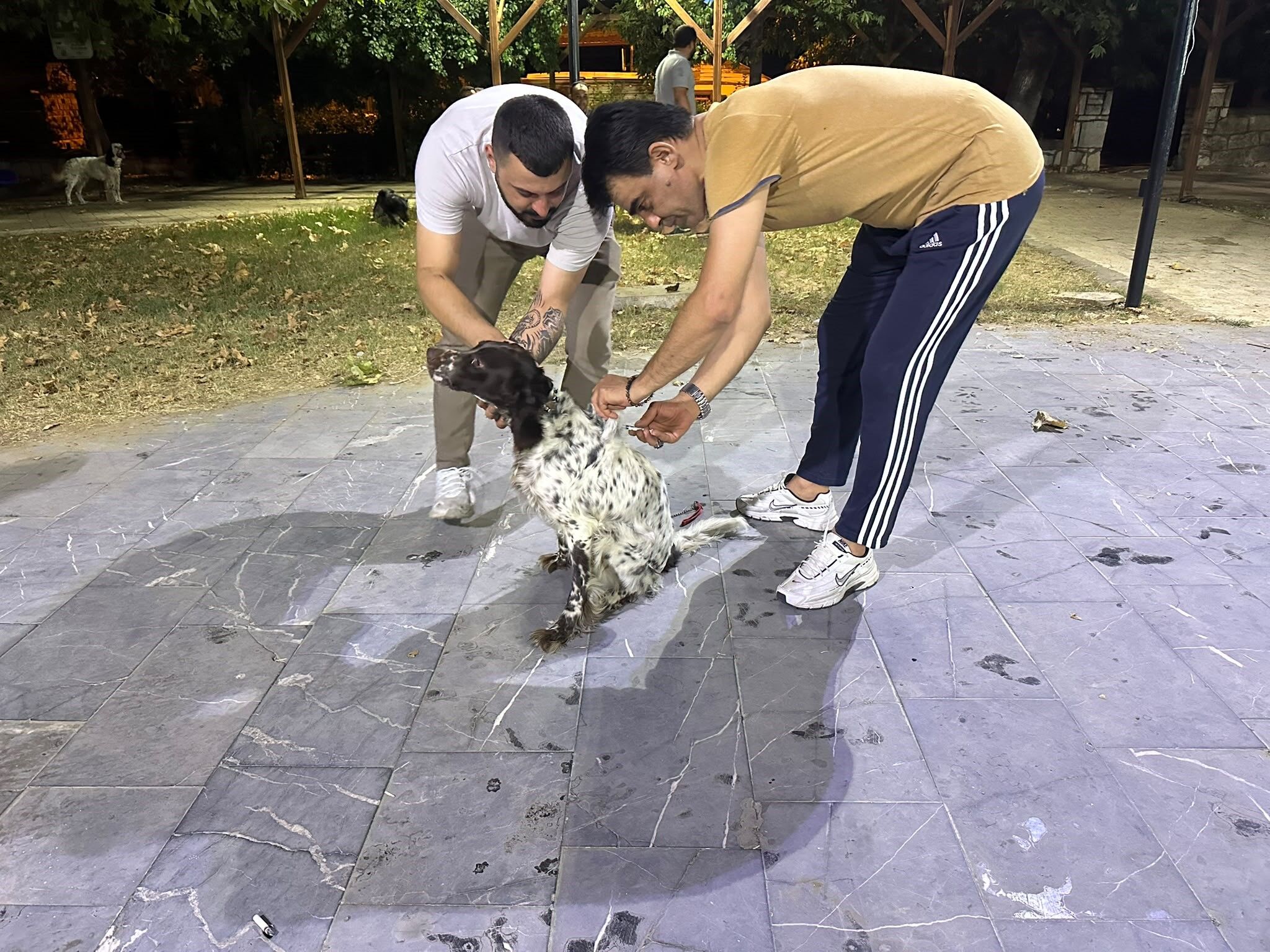 Sarıgöl'de Av Köpeklerin (4)