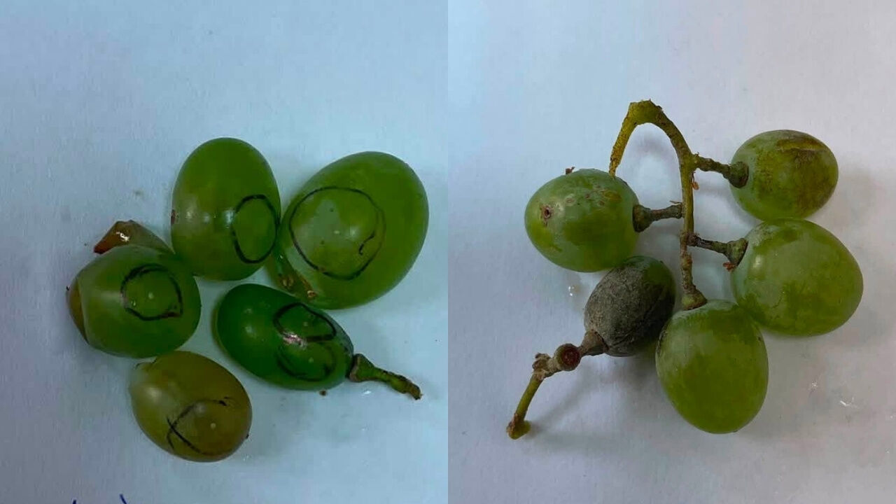 Sarıgöl'de Bağcılara Bir Uyarı Daha Geldi! Salkım Güvesi, Unlu Bit, Külleme Kapak
