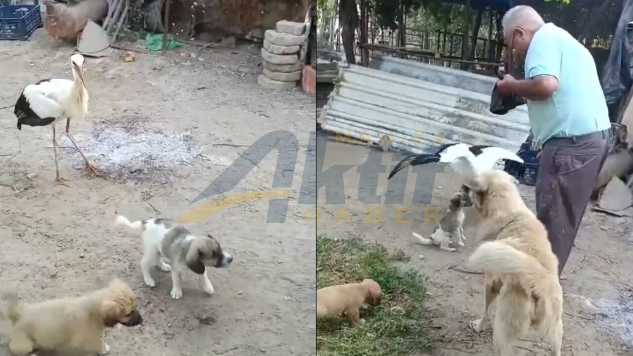 Sarıgöl’de Göçü Kaçıran Leylek, Koca Ailesinin Misafiri Oldu .1
