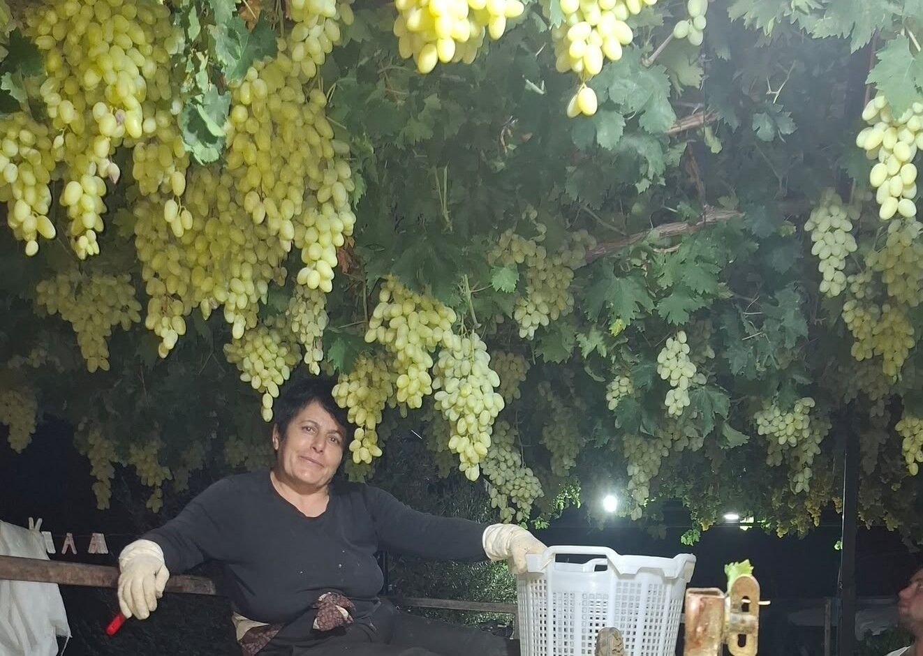 Sarıgöl’de Üzüm Için Gece Mesais (1)