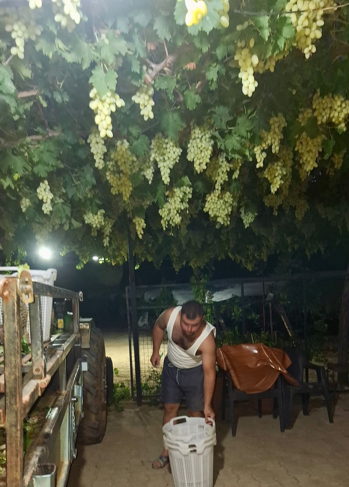 Sarıgöl’de Üzüm Için Gece Mesais (3)