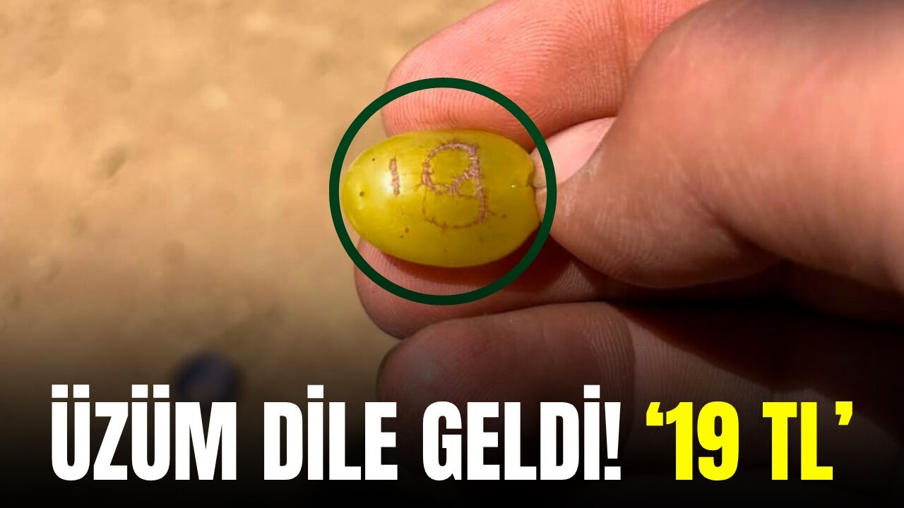 Sarıgöl’de üzüm tanesinde dikkat çeken görüntü: Adeta en az '19 TL' olmalıyım diyor