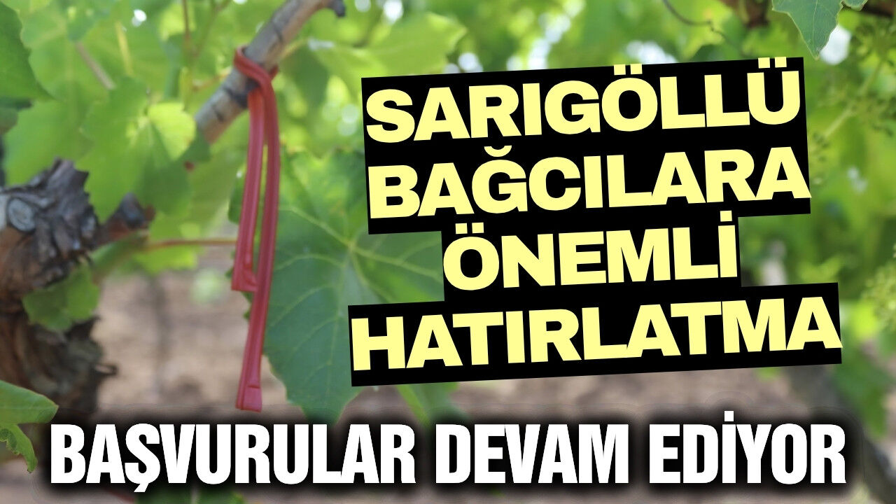 Sarıgöl'de üzüm üreticilerine duyuru: Destekleme başvuruları sürüyor