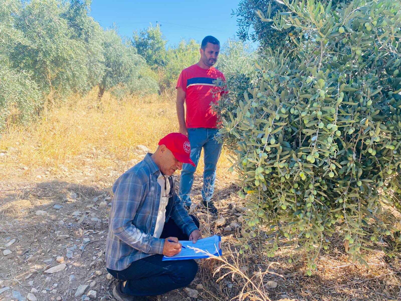 Manisa’da 2026 yılı zeytin ve zeytinyağı rekoltesi için saha çalışmaları başladı-.2.1