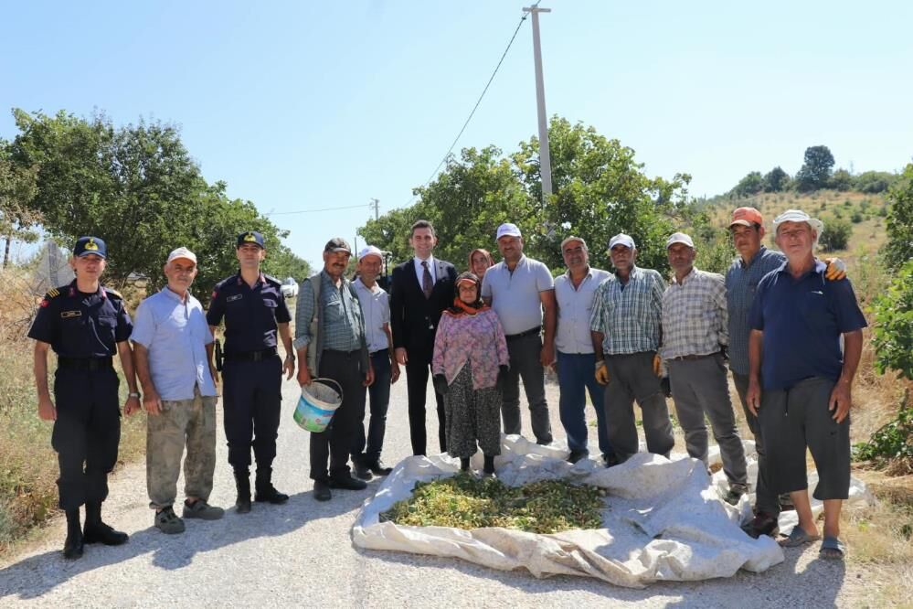 İlçenin 'Yeşil Altın'ında hasat heyecanı!