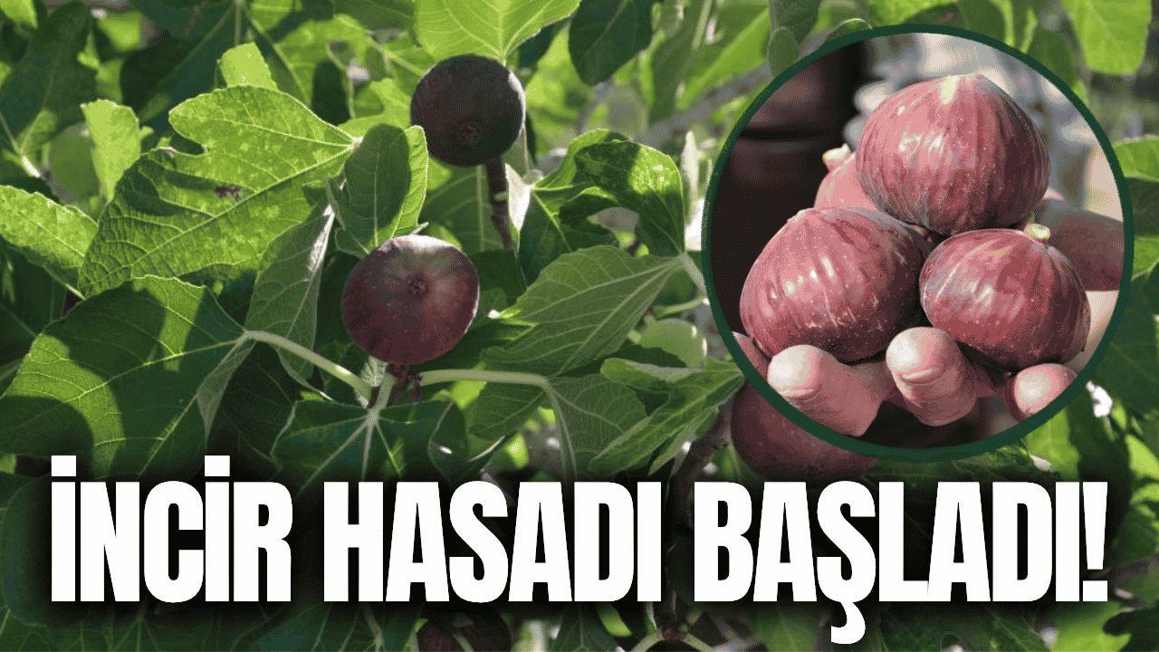 Demirci'nin incirinde hasat mesaisi!