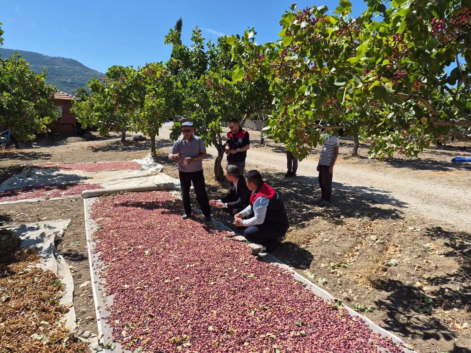 Denizli'de Yeşil Altın Yüz Güldürdübaşladı! (4)