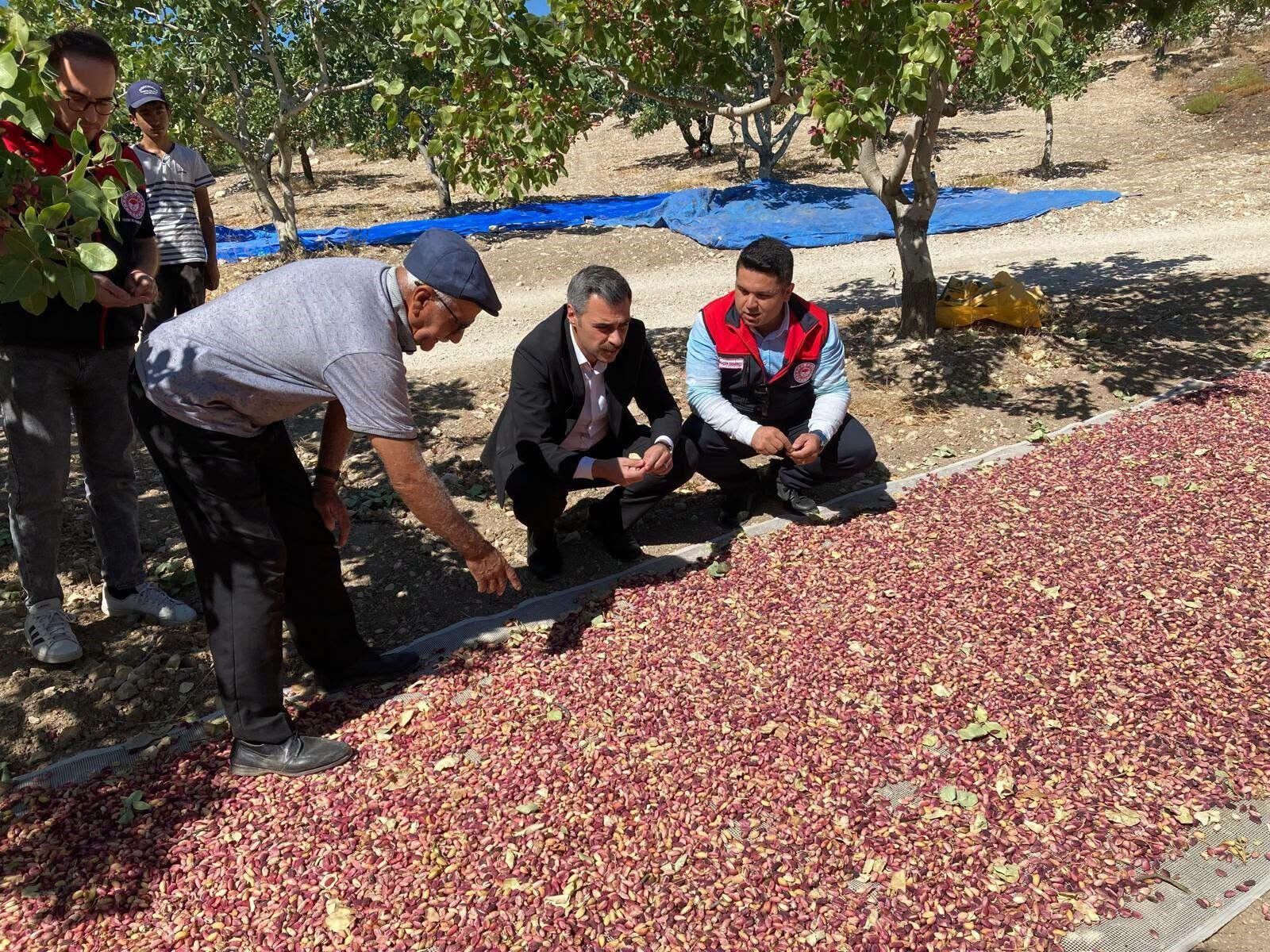 Denizli'de Yeşil Altın Yüz Güldürdübaşladı! (5)