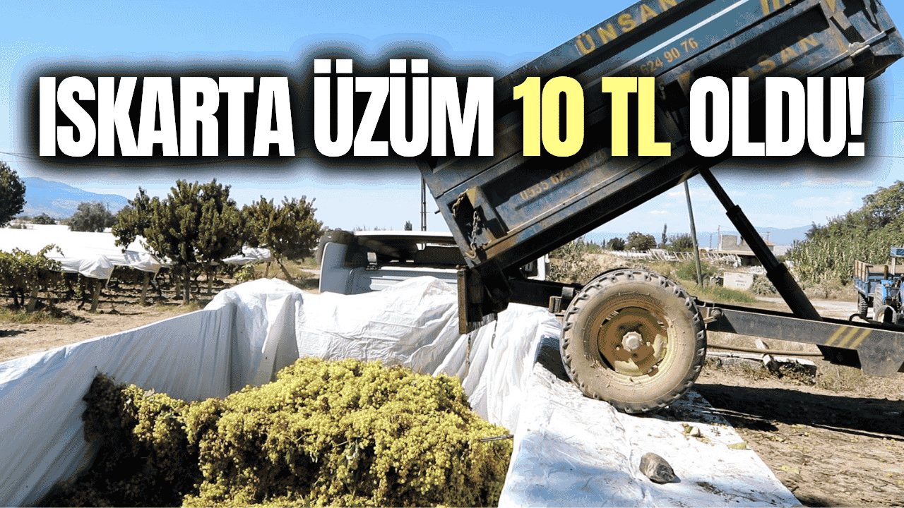 Sarıgöl'de ıskarta üzüm alımına ilişkin açıklama!