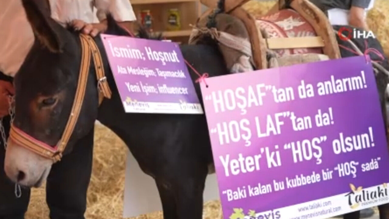 Manisa'da Festivalin Odağı Hoşnut Isimli Eşek Oldu .1