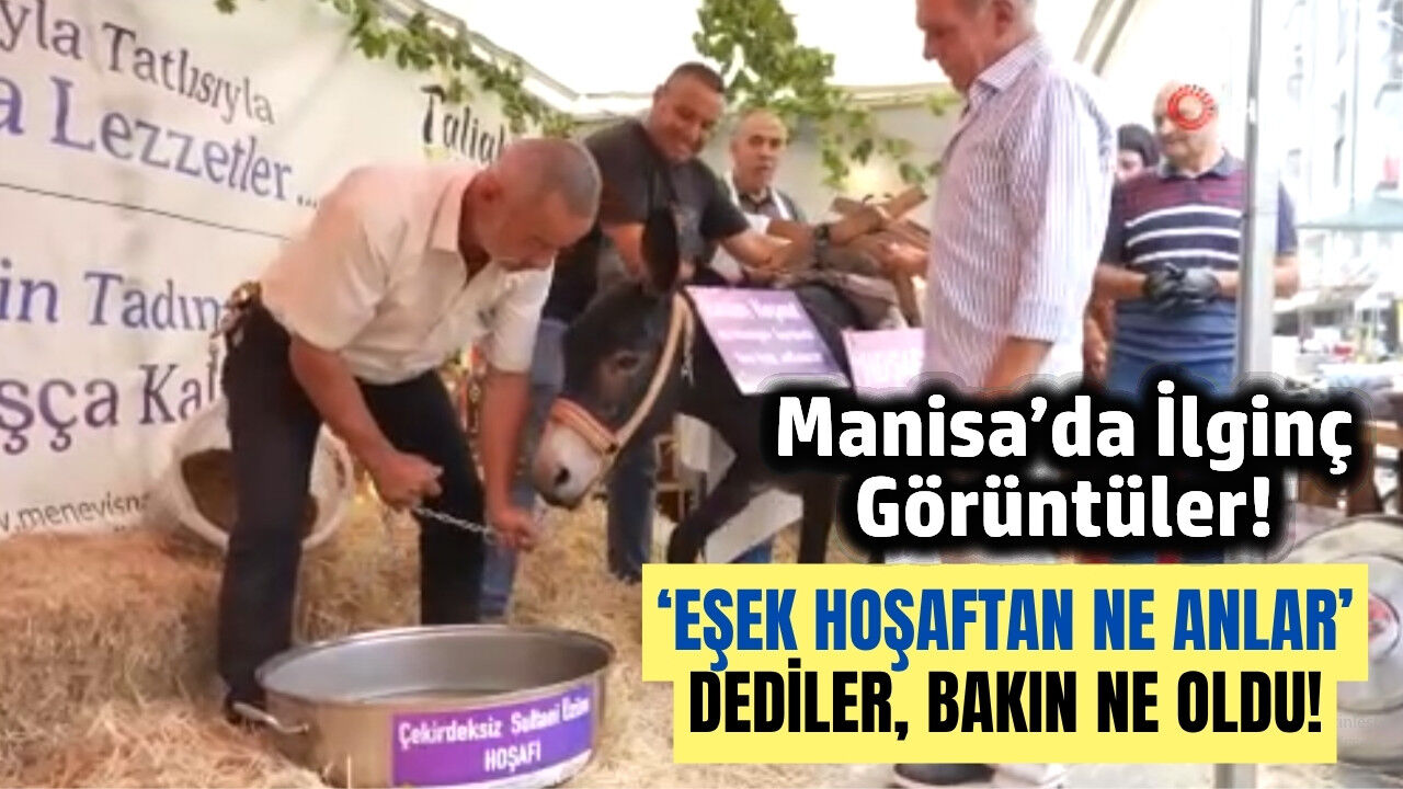 Manisa'da festivalin ilgi odağı hoşnut isimli eşek oldu