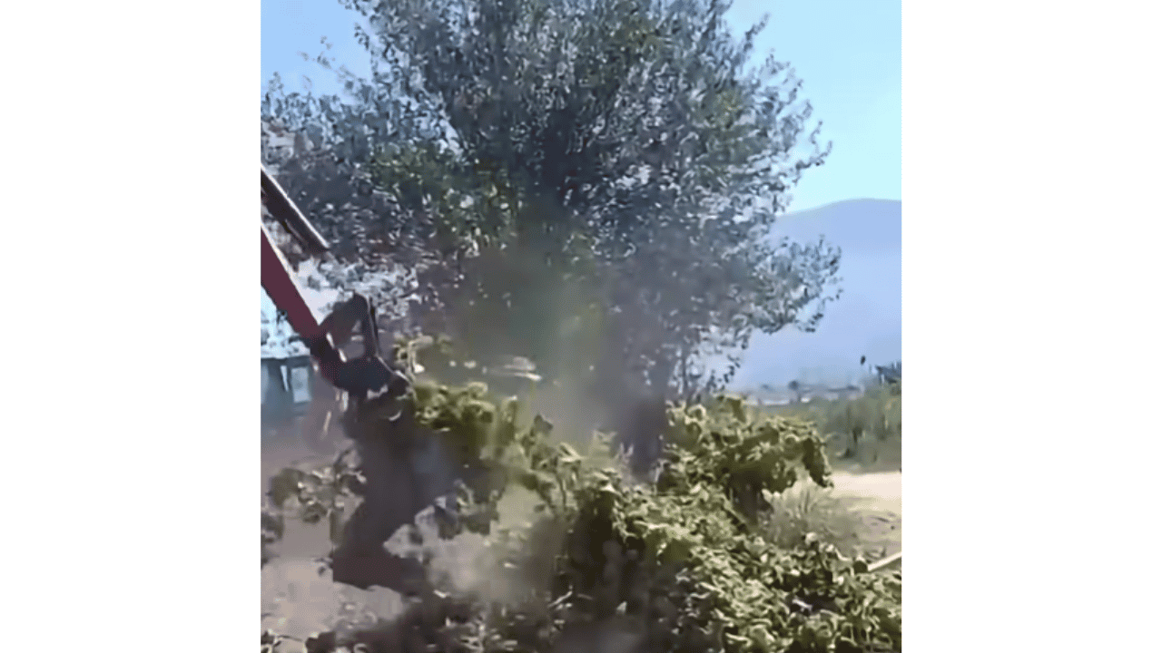Manisa'da Üreticiler Bağlarını Sökmeye Başladılar! (1)