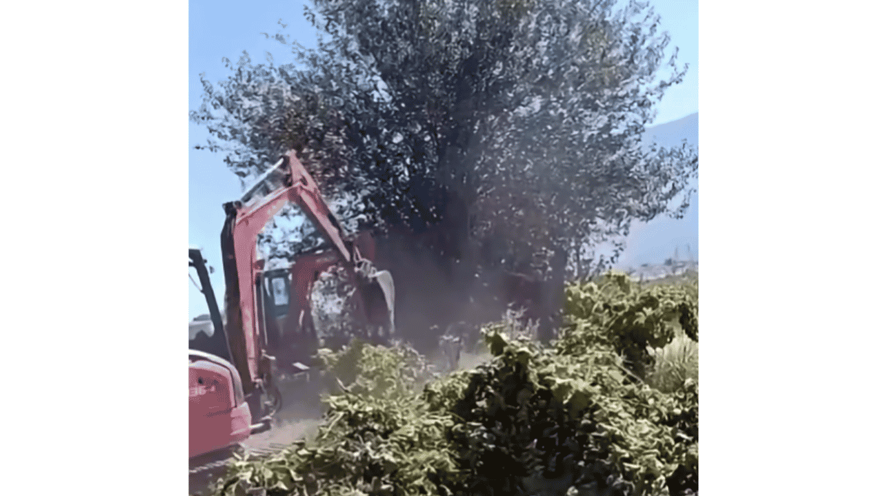 Manisa'da Üreticiler Bağlarını Sökmeye Başladılar! (2)