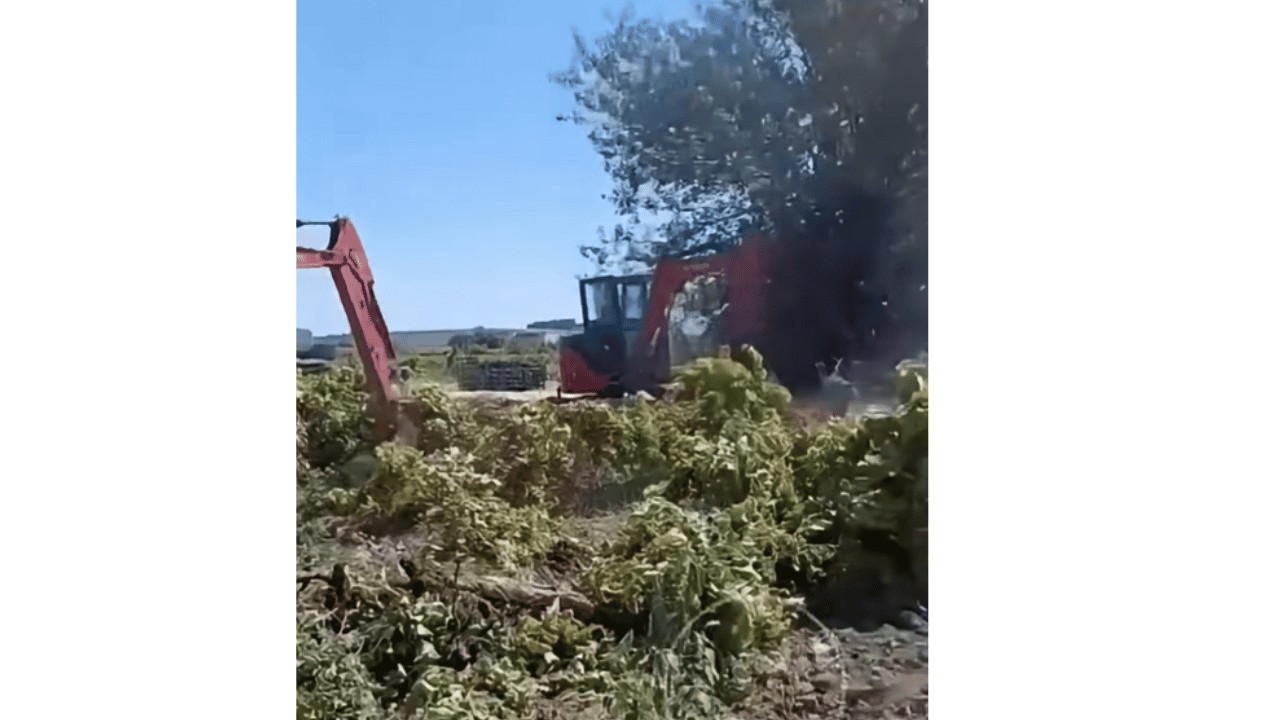 Manisa'da Üreticiler Bağlarını Sökmeye Başladılar!
