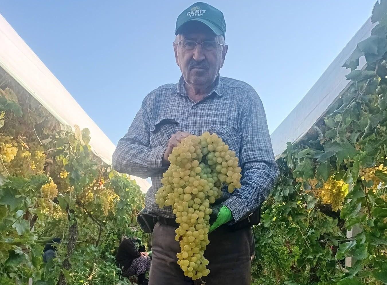 Sarıgöl'de Hayrete Düşüren Manzara 5.5 Kiloluk Üzüm Salkımı