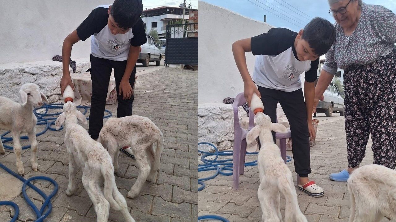 Sarıgöl’de Sakız Koyununun Üçüz Sürprizi Kuzular Biberonla Besleniyor 1
