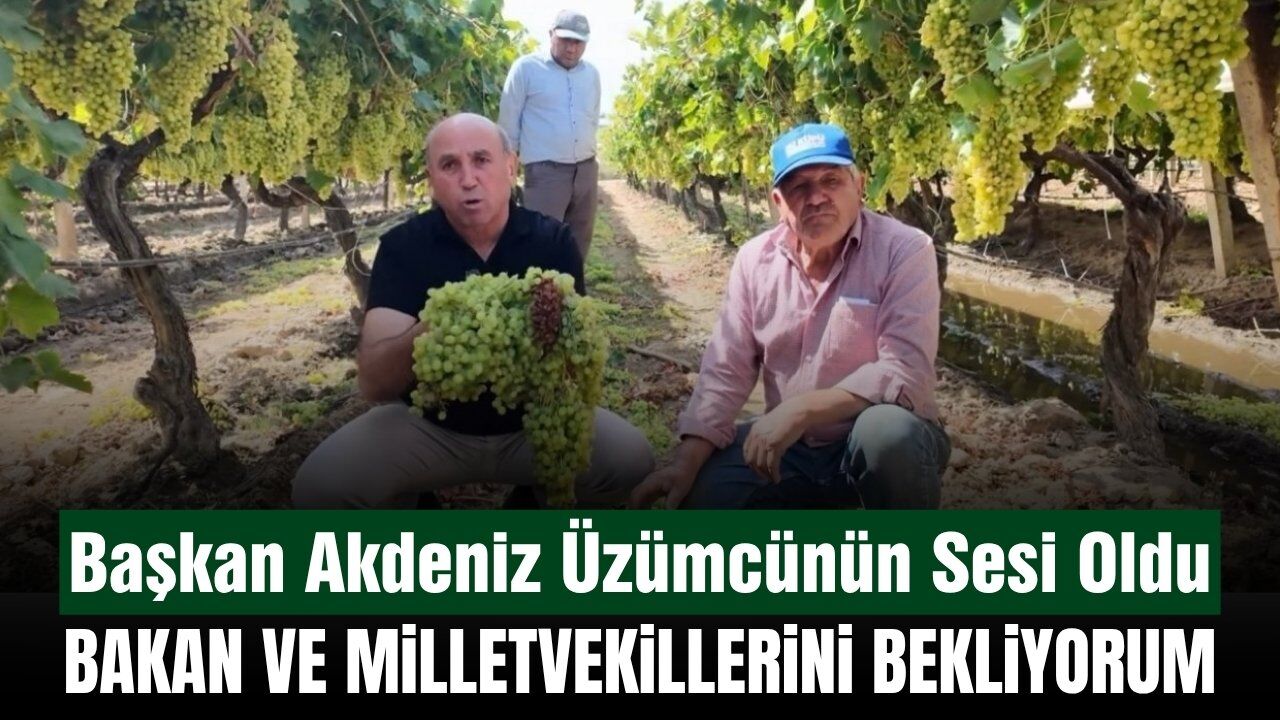 Sarıgöl'de Üzüm Üreticisinin Feryadına Başkan Akdeniz Kulak Verdi
