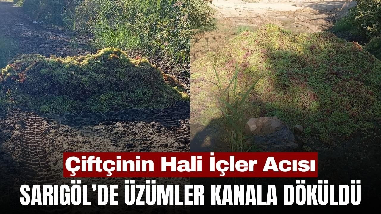 Sarıgöl’de üzüm üreticisinin zor günleri: Üzümler kanala dökülüyor