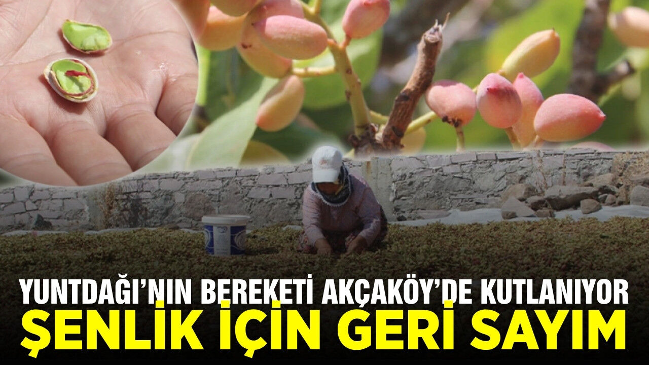 Manisa "Yuntdağı Fıstığı" hasat şenliği başlıyor!