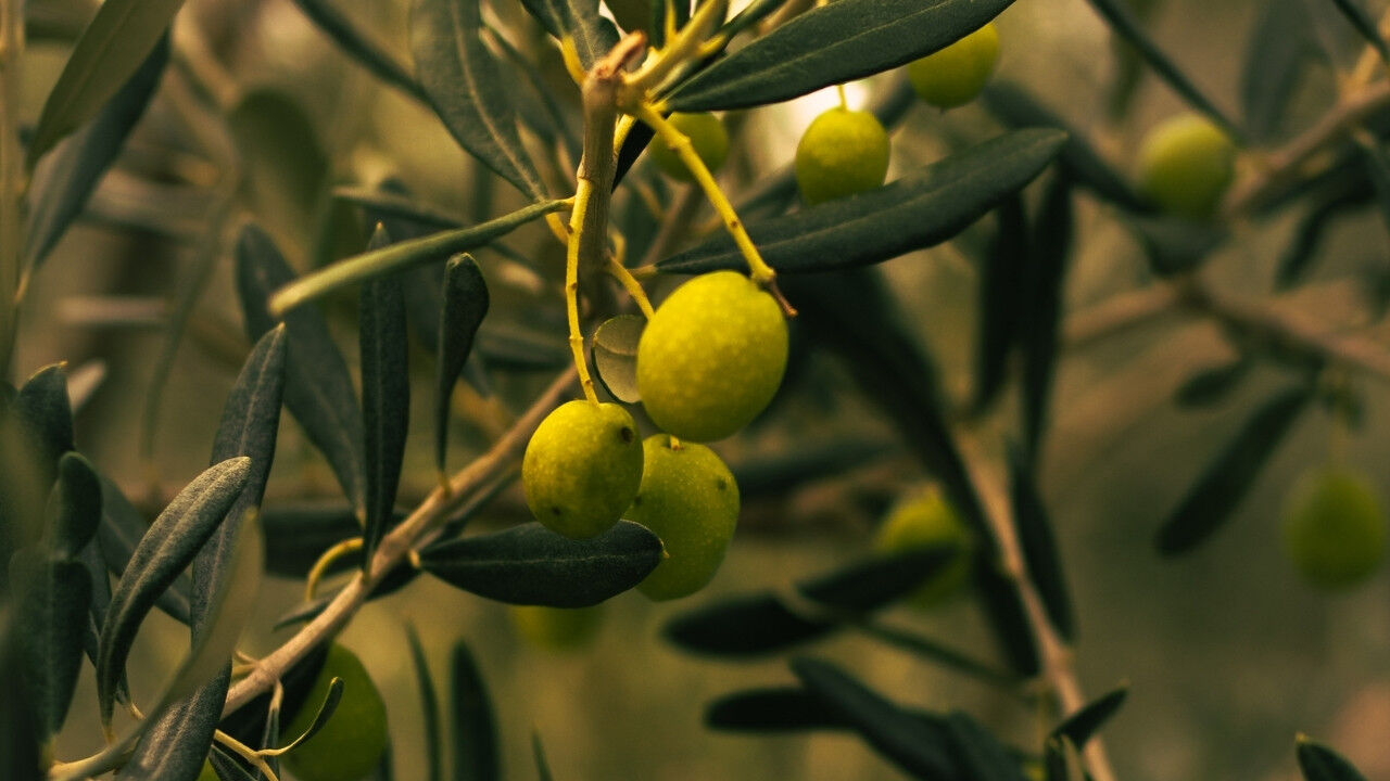 Zeytin-6
