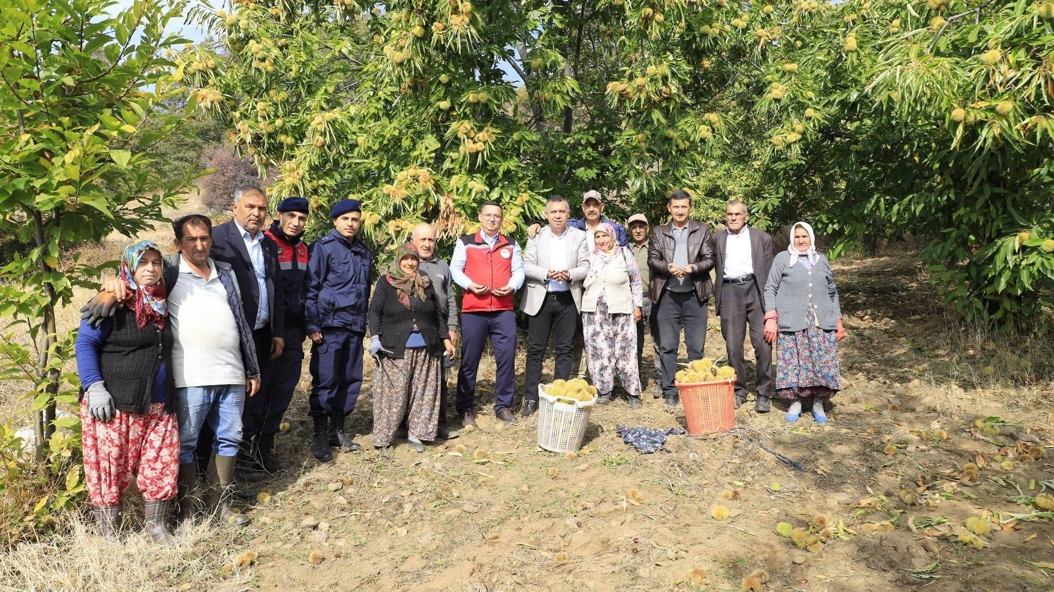 iLÇEDE KESTANE HASADI!