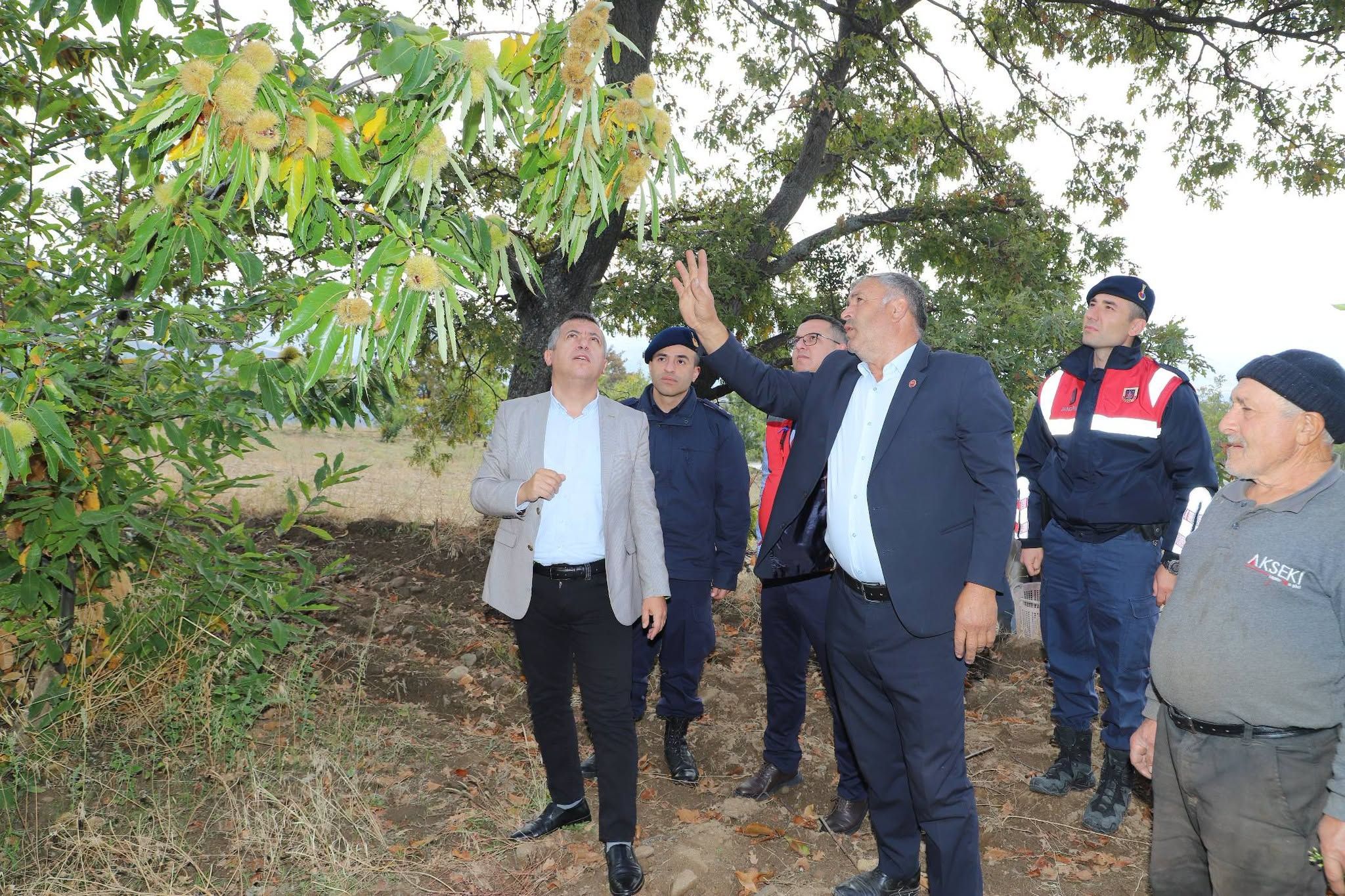 iLÇEDE KESTANE HASADI!