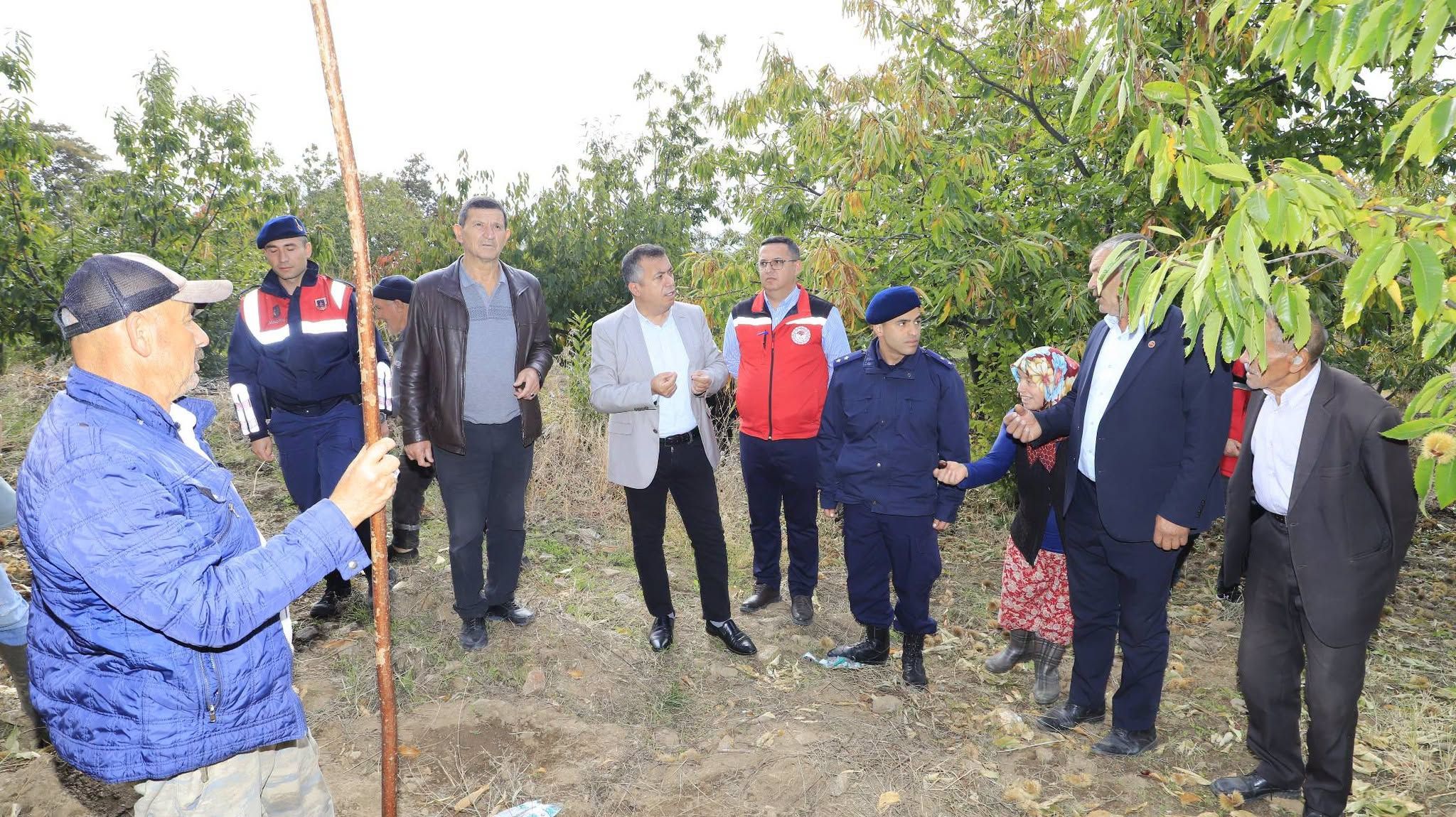 iLÇEDE KESTANE HASADI!