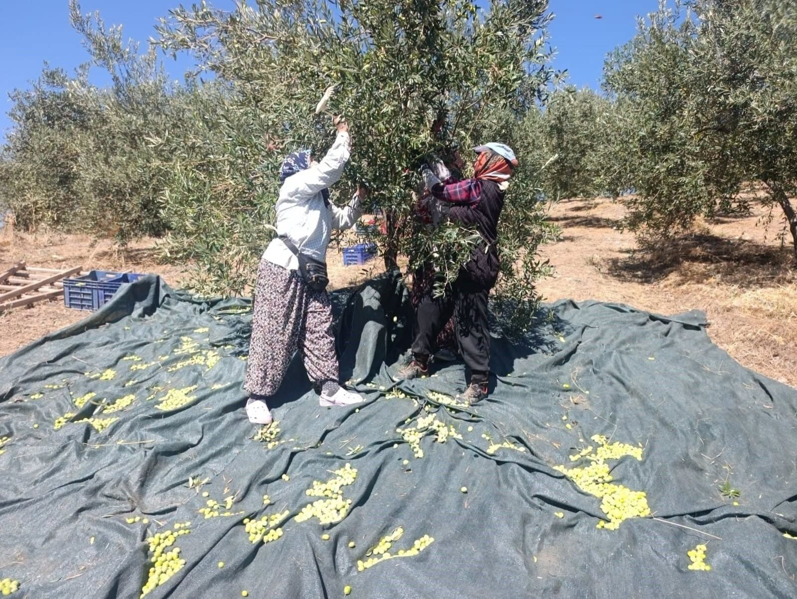 Akhisar’da zeytin hasadı başladı: Domat zeytininde yoğun mesai-.2.1