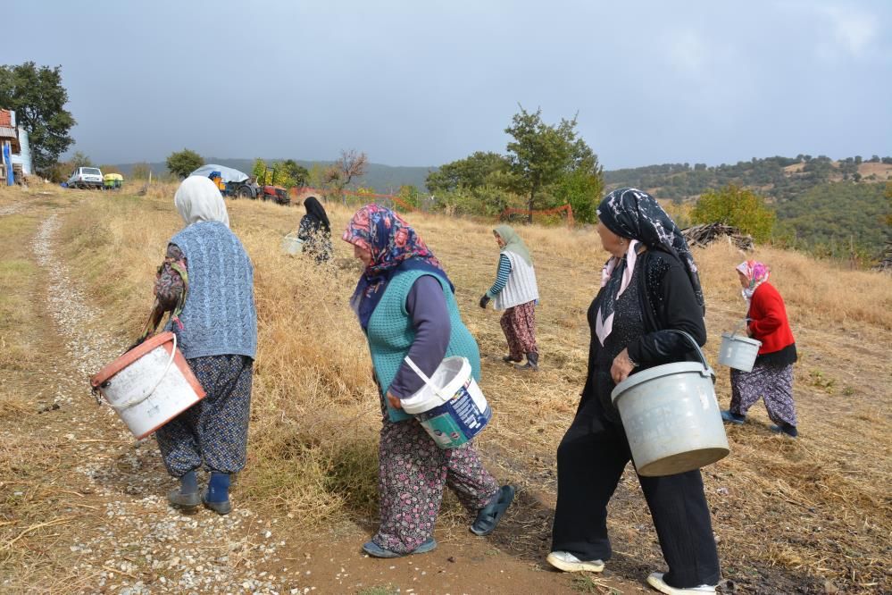 Yılda 450 ton toplanıyor: Hem çerez hem de şifa kaynağı!