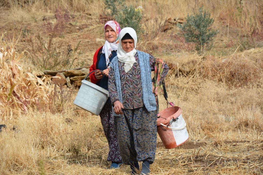 Yılda 450 ton toplanıyor: Hem çerez hem de şifa kaynağı!