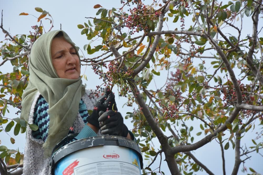 Yılda 450 ton toplanıyor: Hem çerez hem de şifa kaynağı!