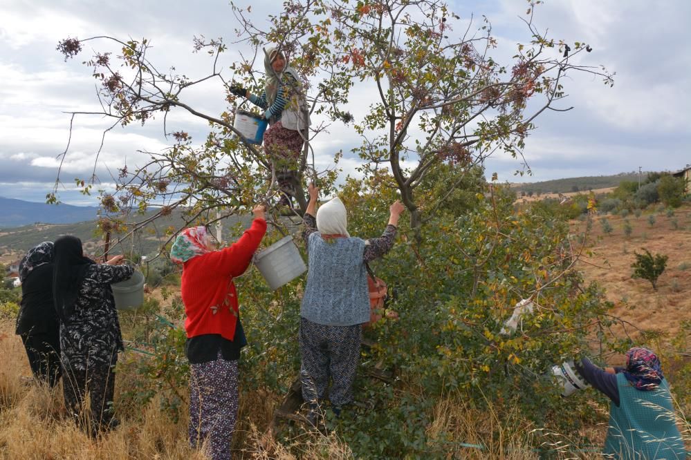 Yılda 450 ton toplanıyor: Hem çerez hem de şifa kaynağı!