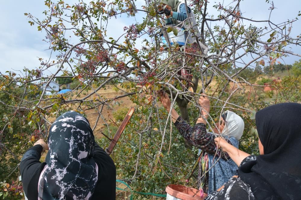 Yılda 450 ton toplanıyor: Hem çerez hem de şifa kaynağı!