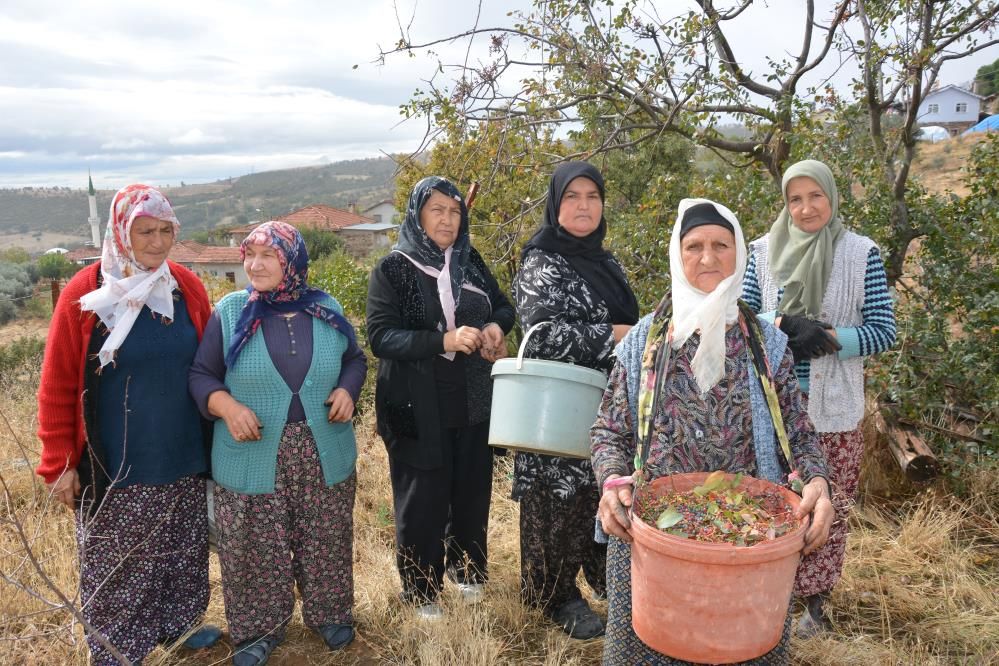 Yılda 450 ton toplanıyor: Hem çerez hem de şifa kaynağı!