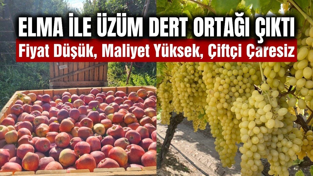 Denizli'de elma üreticisi zor durumda! Neredeyse üzüm ile aynı dertler